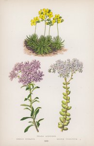 Draba Aizoides; Iberis Bubanii; Sedum Turgidum (litografia a colori) da English School