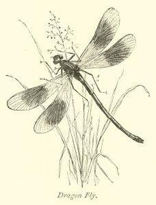 Libellula