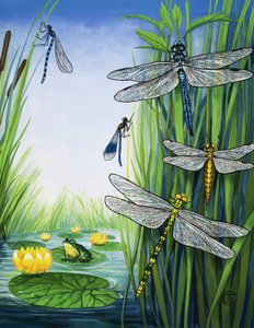 Libellule