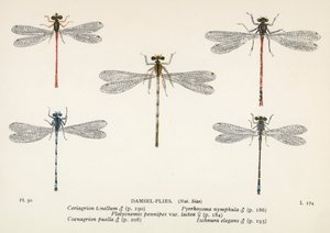 Libellule: Mosche damigelle (litografia a colori) da English School