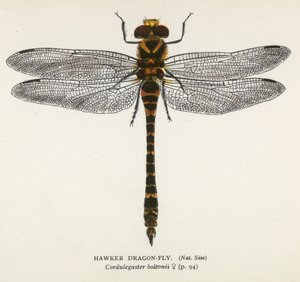 Libellule: Hawker Dragon-Fly (litografia a colori) da English School