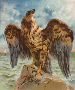 Aquila da English School
