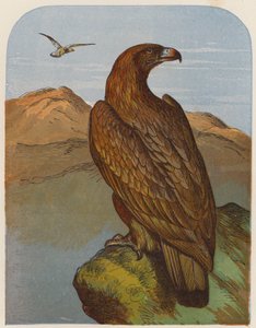 Aquila da English School