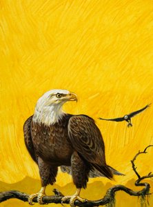 Aquila