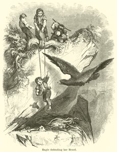 Aquila che difende la sua covata da English School