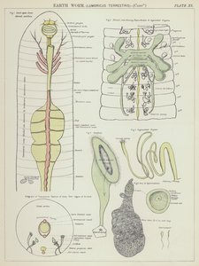 Lombrico, Lumbricus Terrestris