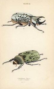 Scarabeo Ercole orientale, Dynastes tityus, maschio e femmina da English School