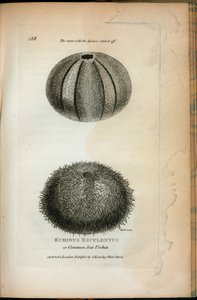 Echinus Esculentus o Riccio di Mare Comune; Lo stesso con le spine rimosse, da 