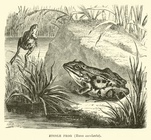 Rana commestibile, Rana esculenta