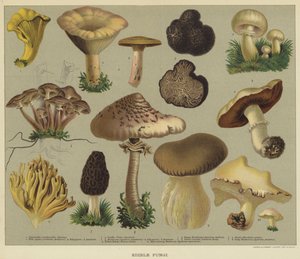 Funghi commestibili (litografia a colori)