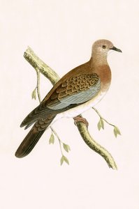 Tortora egiziana, illustrazione da 