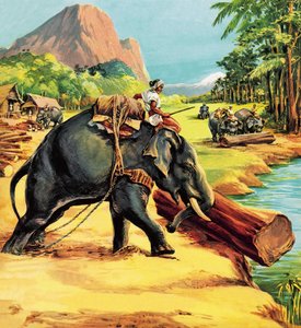 Elefante. Illustrazione da Elephant Bill di Liuet. Col. J. H. Williams