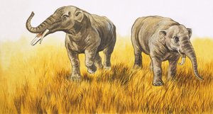 Elefanti