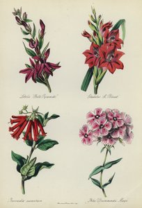 Giardino di fiori inglese: Lobelia "Belle Pyramide", Gladiolus "M Blouet", Bouvardia aurantiaca, Phlox Drummondii Mayii da English School