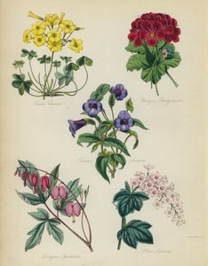 Giardino di fiori inglese: Oxalis Cernua, Pelargonium Unico, Torenia Asiatica, Dielytra Spectabilis, Ribes Albidum da English School