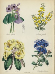 Giardino di fiori inglese: Oxalis elegans, Acacia grandis, Rhododendron lanatum, Plumbago Larpentae da English School