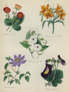 Giardino di fiori inglese: Potentilla Menziesii, Alstraemeria Van Houtteii, Thunbergia alata alba, Clematis caerulea, Martynia fragrans da English School