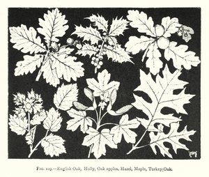 Quercia inglese, Agrifoglio, Galle di quercia, Nocciolo, Acero, Quercia turca (incisione) da English School