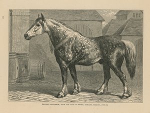 Cavallo da tiro inglese