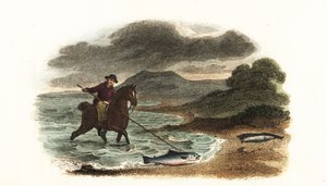 Pescatore inglese Graham che caccia il salmone nelle acque basse a cavallo con una lancia a tre punte di 5 metri da English School