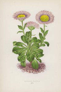 Erigeron Glaucum (litografia a colori)