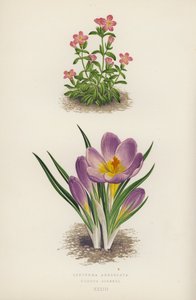 Erythraea Aggregata; Crocus Sieberi (litografia a colori) da English School
