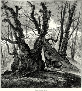 Castagni dell