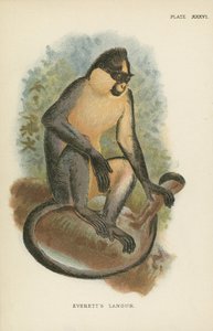 Il Langur di Everett da English School