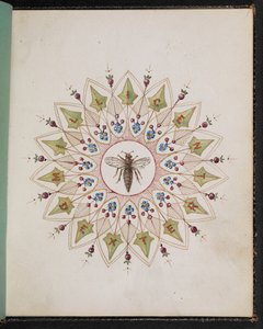 F.1: Insetto all