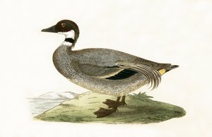 Alzavola falcata, illustrazione da 