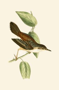 Beccamoschino, illustrazione da 