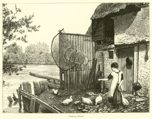 Nutrire le anatre
