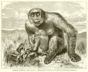 Gorilla femmina e giovane