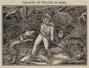 Ferocia dei lupi in India da English School