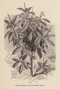 Ficus Elastica, albero della gomma da English School
