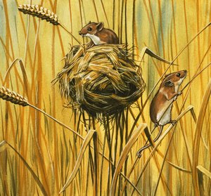 Topi di campagna