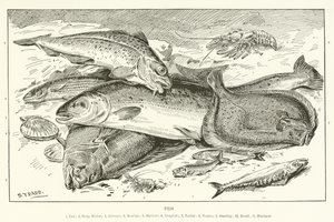 Pesce