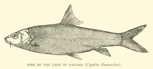 Pesce del Lago di Galilea, Capoeta Damascina