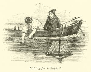 Pesca di Bianchetti da English School