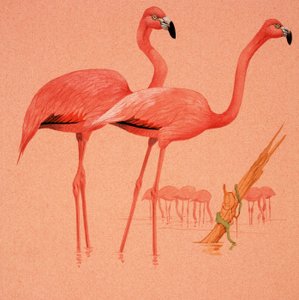 Fenicotteri
