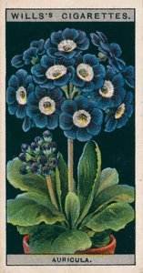 Coltura di fiori in vaso: Auricula alpina (chromolitho) da English School