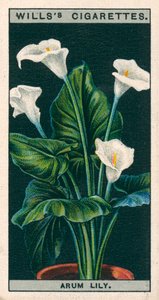 Coltura di fiori in vaso: Giglio di Arum o Richardia (cromolito) da English School