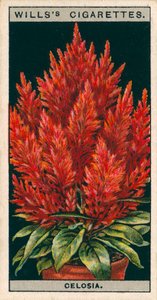 Coltura di fiori in vaso: Celosia (chromolitho)