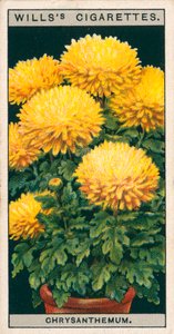 Coltura di fiori in vaso: Crisantemo nano (chromolitho)