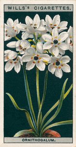 Coltura di fiori in vaso: Ornithogalum (chromolitho)