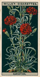 Coltura di fiori in vaso: Garofano a fioritura perpetua (chromolitho) da English School