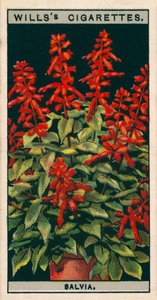 Coltura di fiori in vaso: Salvia (cromolito) da English School