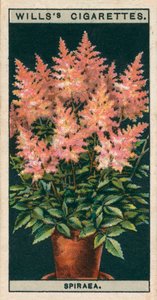 Coltura di fiori in vaso: Spiraea (chromolitho)