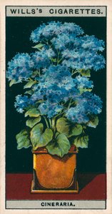 Coltura di fiori in vaso: Stella Cineraria (cromolito) da English School