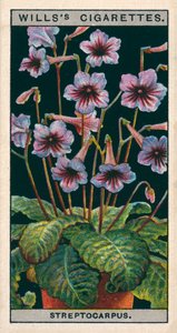 Coltura di fiori in vaso: Streptocarpus o Primula del Capo (chromolitho) da English School